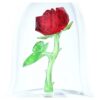 Enchanted Rose