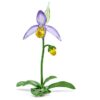 Florere Lady Slipper Orchid Florere Lady Slipper Orchid