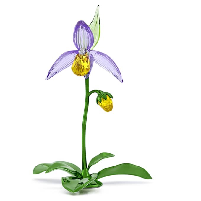 Florere Lady Slipper Orchid Florere Lady Slipper Orchid