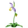 Florere Lady Slipper Orchid Florere Lady Slipper Orchid