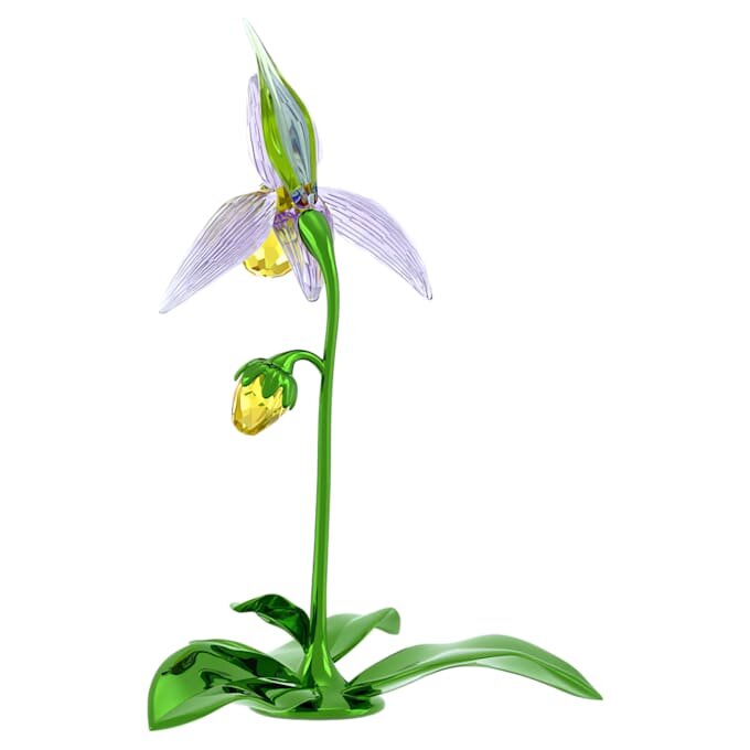 Florere Lady Slipper Orchid Florere Lady Slipper Orchid
