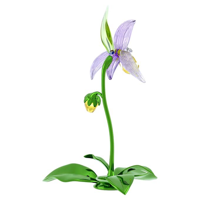 Florere Lady Slipper Orchid Florere Lady Slipper Orchid